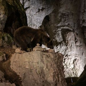 Bilder Savage Hunt - Blutige Jagd