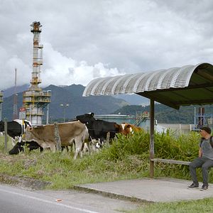 Bilder Wir, die Wolfs