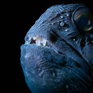 Bilder Die wilde Nordsee - Natur, die sich nicht zähmen lässt