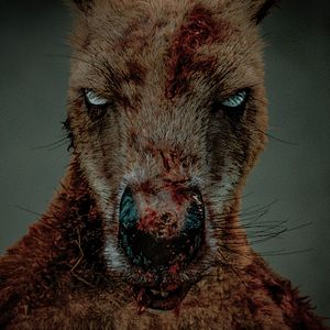 Bilder Rippy - Das Killerkänguru