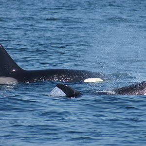 Bilder Die wilde Nordsee - Natur, die sich nicht zähmen lässt