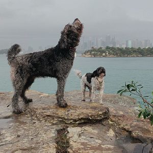 Bilder Was Hunde denken