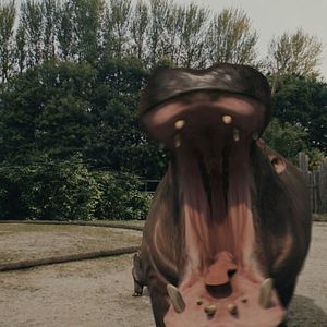 Bilder Hippo's Revenge - Drei Tonnen Zorn