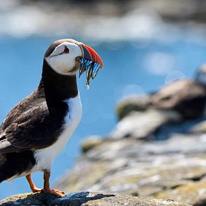 Bilder Die wilde Nordsee - Natur, die sich nicht zähmen lässt