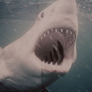 Bilder Der weiße Hai