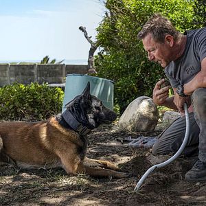 Bilder Muzzle: City Of Wolves