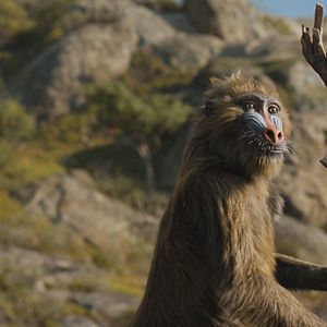 Bilder Mufasa: Der König der Löwen