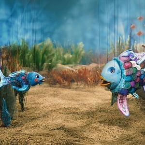 Bilder Der Regenbogenfisch