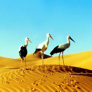 Bilder Michel Debats