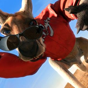 Bilder Kangaroo Jack