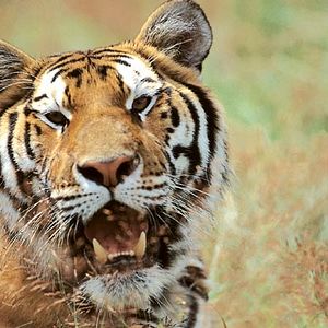 Bilder Bruce Neibaur