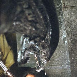 Bilder Alien vs. Predator