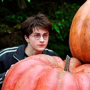 Bilder Daniel Radcliffe