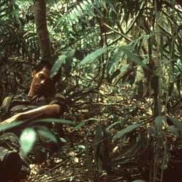 Bilder Tropical Malady