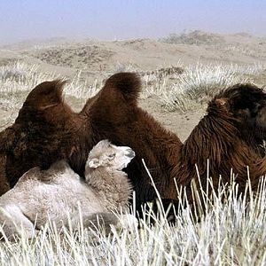 Bilder Luigi Falorni