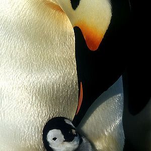 Bilder Die Reise der Pinguine