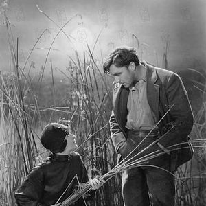 Bilder Margaret Livingstone