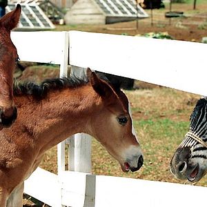 Bilder Frederik Du Chau