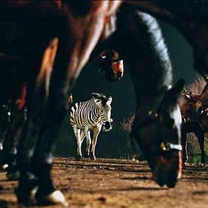 Bilder Im Rennstall ist das Zebra los!