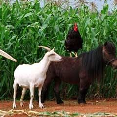 Bilder Frederik Du Chau