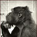 Bilder Koko, le gorille qui parle