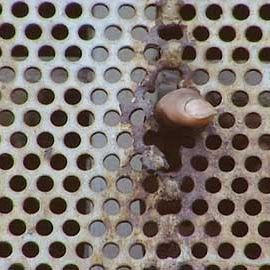 Bilder Das Recht des Stärkeren