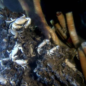 Bilder Aliens der Meere