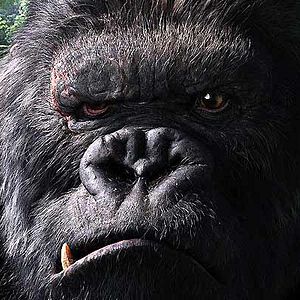 Bilder King Kong
