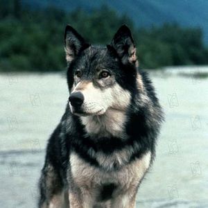 Bilder Randal Kleiser