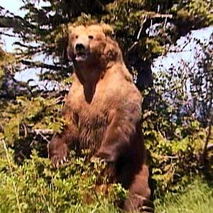 Bilder Grizzly Man