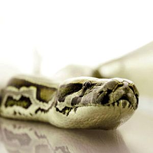 Bilder Snakes on a Plane