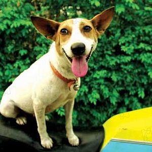 Bilder Wisit Sasanatieng