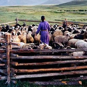 Bilder Die Höhle des gelben Hundes