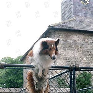 Bilder Lassie kehrt zurück