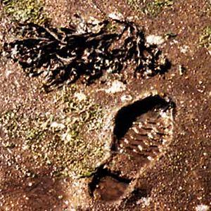 Bilder Johan van der Keuken