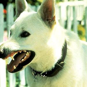 Bilder Die Weiße Bestie