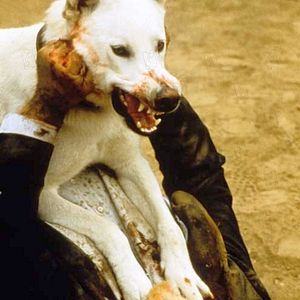 Bilder Die Weiße Bestie