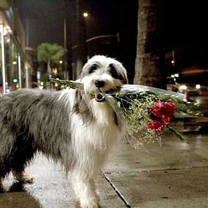 Bilder Brian Robbins