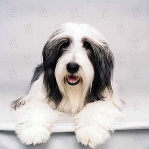 Bilder Brian Robbins