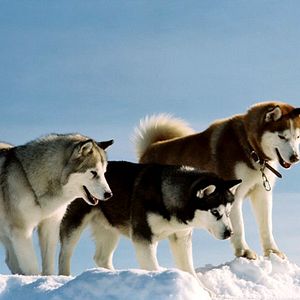 Bilder Frank Marshall