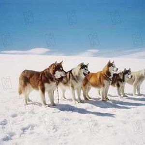 Bilder Frank Marshall