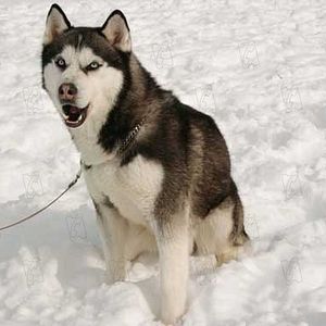 Bilder Frank Marshall