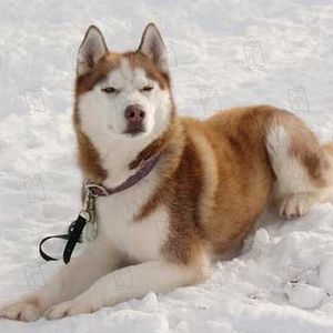 Bilder Frank Marshall