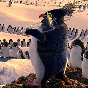 Bilder Happy Feet