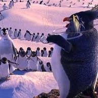 Bilder George Miller