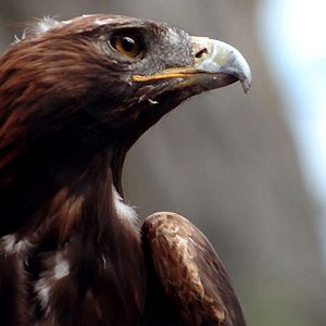 Bilder Les Aiguilles rouges