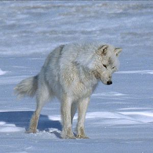 Bilder Thierry Ragobert