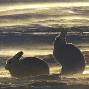 Bilder Thierry Piantanida