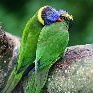 Bilder Animals In Love