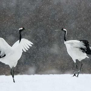 Bilder Animals In Love